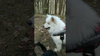 Самоед на привале в лесу #shorts #samoyed #samoeddog