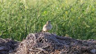 Tawny Pipit, still common bird in Moldova - Anthus campestris - Fâsă de câmp