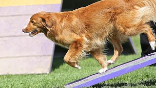 Training Your Golden Retriever for Car Rides-Can It Be Done?