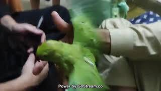 How to Cut Birds Parrot Feathers 🪶