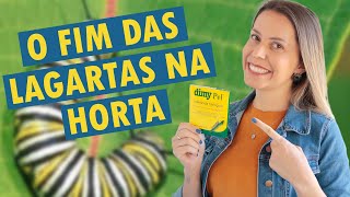 Lagarta na horta? 🐛 Resolva de um jeito fácil!