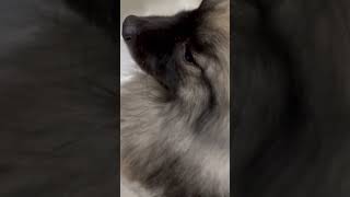 Гром и ванна #keeshond #кеесхонд #шпиц