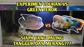 MENGEJUTKAN IKAN LOUHAN AGRESIF DIMASUKAN IKAN GREEN TEROR|| siapa yg akan menang #ikan