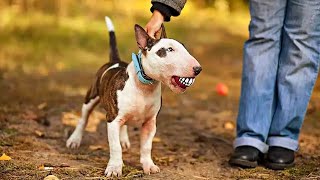 Bull Terrier vs Mini Bull Terrier: Main Differences