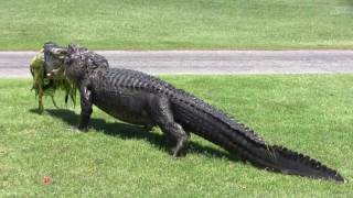 Oyster Bay Golf Links   Alligator