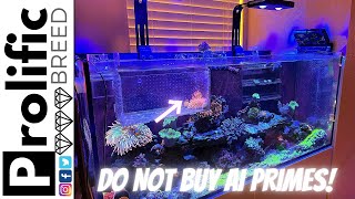 RED SEA REEFER 350 REEF AQUARIUM TANK UPDATE | NOOPSYCHE K7 V3 PROGRESS