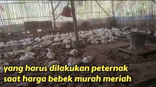 ini harus dilakukan saat harga bebek murah meriah