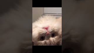 Funny Cats Worlds   Funny Cats Videos #shorts