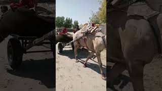 #desert #beautiful #camel #video #video #viral