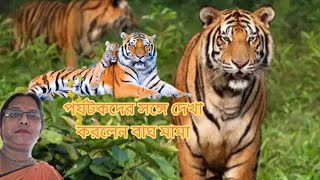 সুন্দরবনে রাজা রয়েল বেঙ্গল টাইগার#পর্যটকদের সঙ্গে দেখা করলেন বাঘ মামা