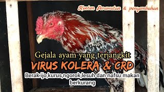 PENYAKIT KRONIS BAGI PETERNAK AYAM