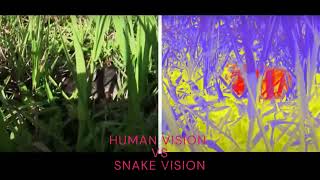 HUMAN VISION VS SNAKE VISION - TECHNEX 2022