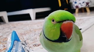 "Playful Games with Mani & Misha the cute parrots!"