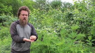 Edgewood Nursery Plant Profiles: Sweet Cicely (Myrrhis odorata)