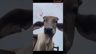 Funny Animals Videos 🤣 | Ep. 511 #shorts #viral #funny