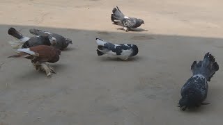 Pigeons eating grain | Why do pigeons keep coming back to my house,