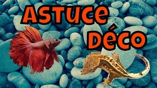 Astuce déco pour terrarium et aquarium