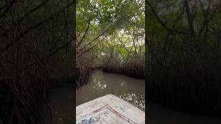 Pichavaram Mangrove Forest worlds’s second largest mangrove forest #nature #pichavaram #travel