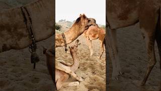 Post-winter conditions of camels 🐪 #shorts  #shortvideo  #youtubeshorts