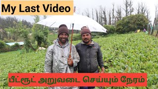 My last video Beetroot harvest