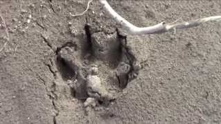 Wolves in the Canadian Rockies