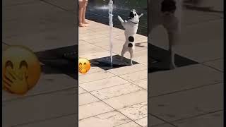 Pov: Psie życie #viral #funny #memes #dog