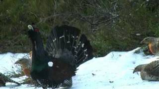 Capercaillie display in Froland, Norway,  april 2009