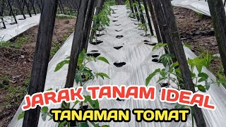 PART 2 : PENTING UNTUK DIKETAHUI PETANI‼️JARAK IDEAL TANAM TOMAT