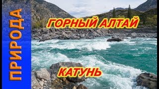 Катунь,  воды как в половодье