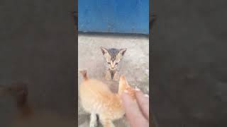 Anak Meong Lucu sudah bisa berjalan