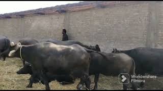 abdulah Khaskale ki kundhi buffalo