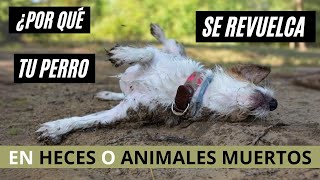 02 🐕 ¿Por Qué Tu Perro Se REVUELCA en la Hierba, Heces o Animales Muertos?  🐾| Quiero a mi perro