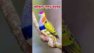 এতো সুন্দর কবুতর পৃথিবীতে আছে না দেখলে বিশ্বাসই করতেন না Fruit Dove Pigeon #কবুতর #kabootar #pigeon