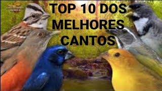 Top 10 Dos mais belos cantos dos pássaros brasileiros