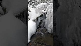 Frozen Trees and Stream in Winter |  Amazing View