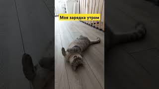 Моя зарядка утром #music #cat #catlover #cute #котик #котики