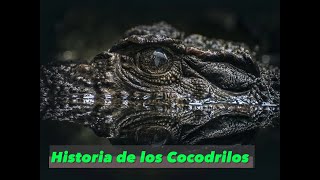 | Los Cocodrilos | Historia y algunas características de estos increíbles animales