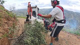 Mulching Olive Tree Branches