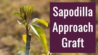 Sapodilla Approach Graft