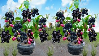 Best Ideas for Growing Java Plum tree, great ideas of propagation Java Plum tree