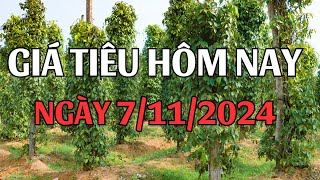 Giá tiêu hôm nay ngày 7/11/2024 Giá tiêu hôm nay tụt dốc, giảm mạnh trong nước