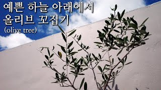 예쁜 하늘 아래에서 올리브 꼬집기