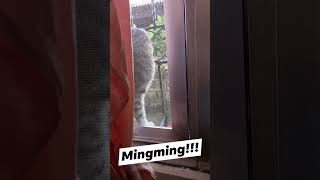 Mingming the cat