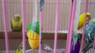 Love birds sounds | budgie playing in cage #shorts  #viral