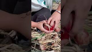 Watch me a satisfaying videos of agriculture growing fruit, vegetable, carrot, corn, onion etc 37