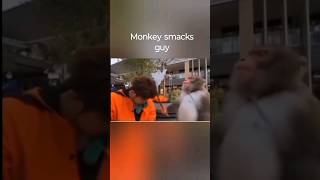 Monkey smacks guy