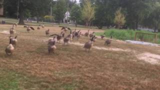 WHEN GEESE ATTACK!...sort of