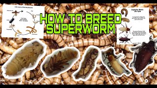 How to breed super worm to beetle