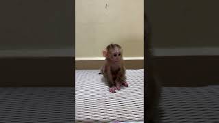 Lovely baby Monkey So Adorable