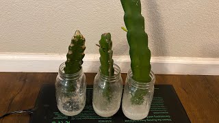 How I root my dragon fruit cuttings with a heated mat